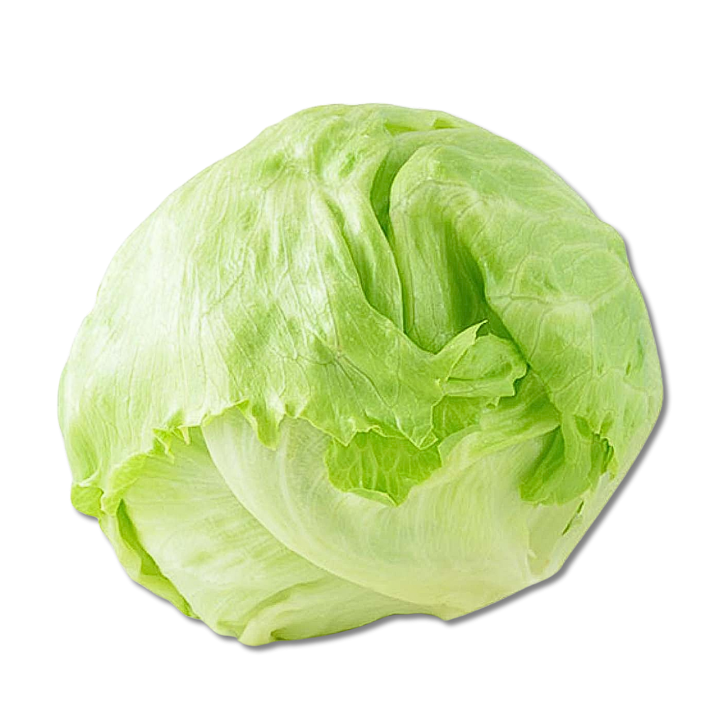 Marul Iceberg